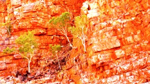 Growing in the Rocks - Ormiston Gorge